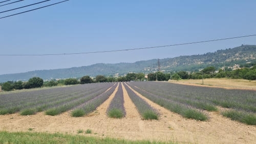 IMG-20250612-WA0013