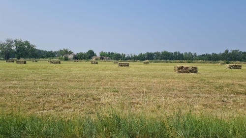IMG-20250612-WA0017